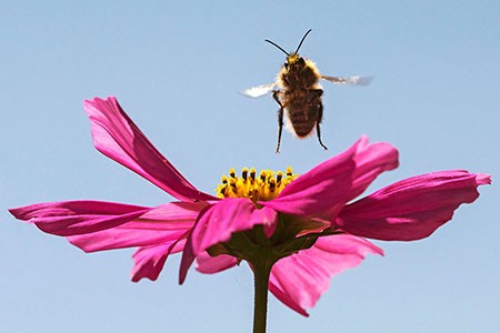 عکسهای جالب,عکسهای جذاب,سرزمین زنبور عسل در آلمان