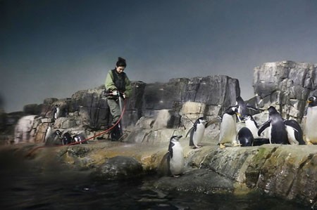 عکسهای جالب,تصاویر جالب,پنگوئن 
