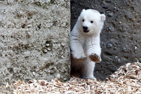 عکسهای جالب,عکسهای جذاب,خرس قطبی