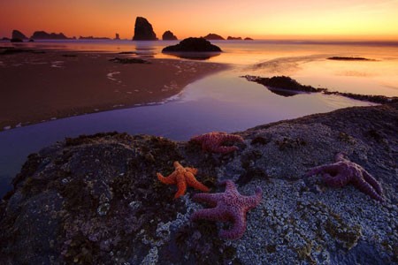 عکسهای جالب,عکسهای جذاب,ستاره های دریایی