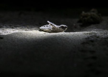   تولد لاک‌پشت‌های پوزه عقابی در کیش