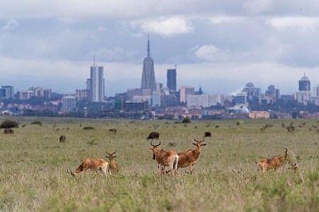 عکسهای جالب,عکسهای جذاب,پارک ملی نایروبی  