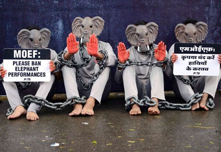 عکسهای جالب,عکسهای جذاب,حامیان حقوق حیوانات 