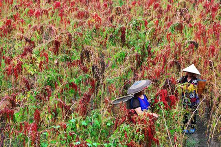 عکسهای جالب,عکسهای جذاب,کشاورزان چینی 