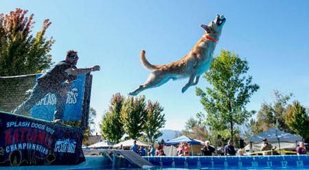 عکسهای جالب,عکسهای جذاب,مسابقات سالانه قهرمانی سگ ها 