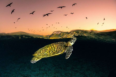 عکسهای جالب,عکسهای جذاب,لاک پشت دریایی 