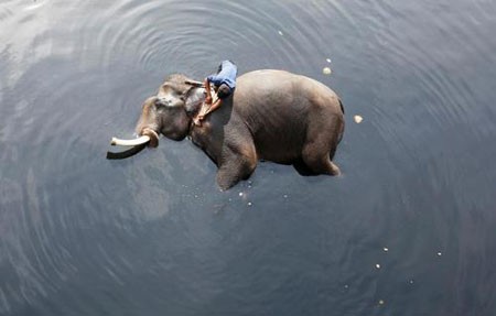 عکسهای جالب,عکسهای جذاب, شستشوی یک فیل 