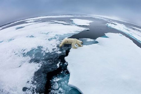 عکسهای جالب,عکسهای جذاب, خرس قطبی
