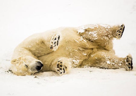 عکسهای جالب,عکسهای جذاب,خرس قطبی 