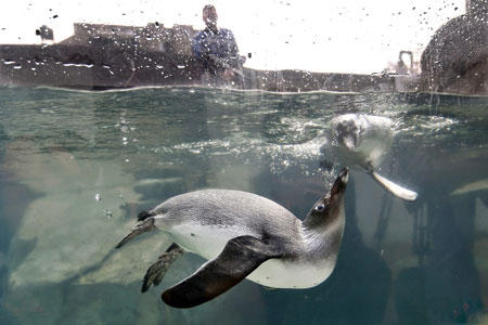 عکسهای جالب,عکسهای جذاب,پنگوئن 