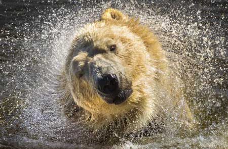 عکسهای جالب,عکسهای جذاب,خرس قطبی
