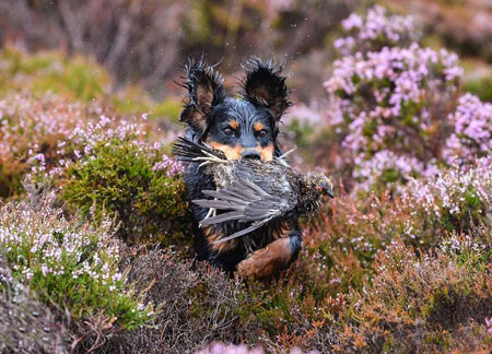 عکسهای جالب,عکسهای جذاب,شکار توسط یک سگ 