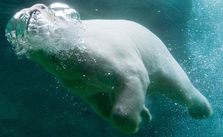عکسهای جالب,عکسهای جذاب , خرس قطبی