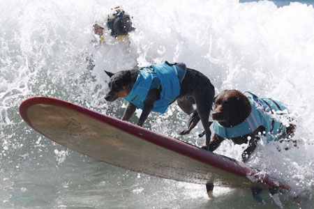 عکسهای جالب,عکسهای جذاب,سگ موج سوار 