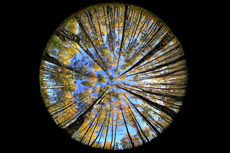 عکسهای جالب,عکسهای جذاب,درختان در پاییز