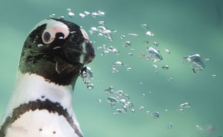 عکسهای جالب,عکسهای جذاب ,پنگوئن 
