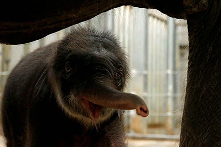 عکسهای جالب,عکسهای جذاب, فیل آسیایی