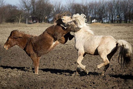 عکسهای جالب,عکسهای جذاب,اسب های ایسلندی 