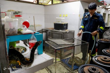 اخبار,اخبار گوناگون, مارهای زهرآلود در تایلند