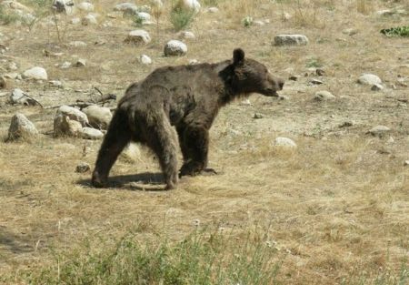 اخبار,اخبار اجتماعی,کشتن توله خرس در سوادکوه