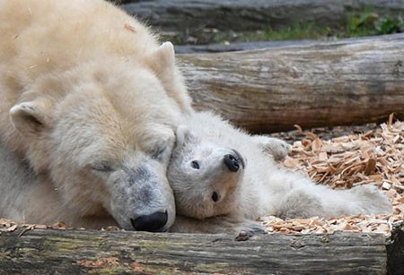 عکسهای جالب,عکسهای جذاب , خرس قطبی 