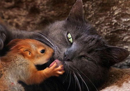 عکسهای جالب,عکسهای جذاب,گربه و سنجاب