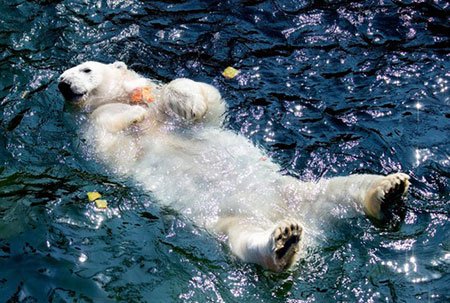 عکسهای جالب,عکسهای جذاب,خرس قطبی 