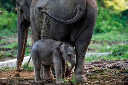 عکسهای جالب,عکسهای جذاب,بچه فیل 