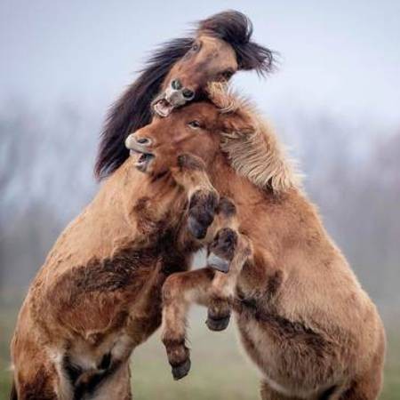 عکسهای جالب,عکسهای جذاب,اسب ایسلندی 