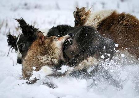 عکسهای جالب,عکسهای جذاب,گرگ و سگ شکاری 