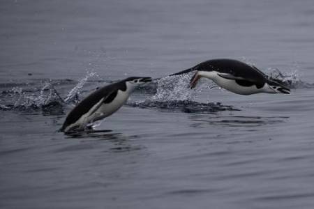 عکسهای جالب,عکسهای جذاب, پنگوئن‌
