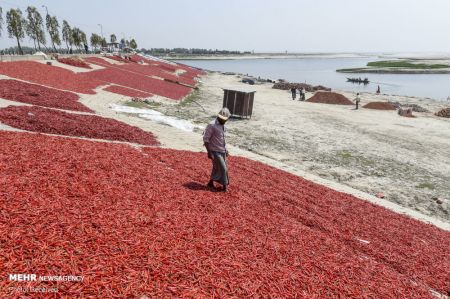 اخبار,اخبارگوناگون,خشک کردن فلفل قرمز در بنگلادش
