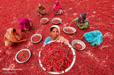 اخبار,اخبارگوناگون,خشک کردن فلفل قرمز در بنگلادش
