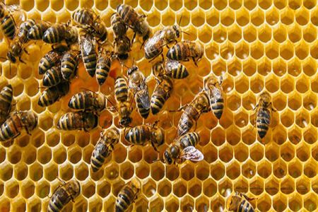 اخبار,اخبار علمی,زنبورهای عسل