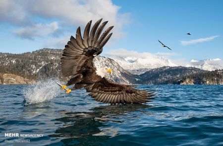 اخبار,اخبار گوناگون,لحظه شکار ماهی توسط عقاب سرسفید