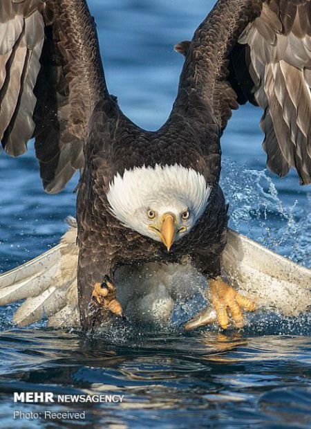 اخبار,اخبار گوناگون,لحظه شکار ماهی توسط عقاب سرسفید