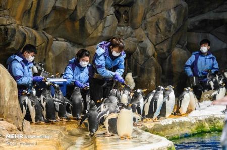 اخبارگوناگون,خبرهای گوناگون ,زندگی پنگوئن‌ها