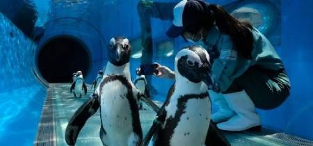 عکسهای جالب,عکسهای جذاب,پنگوئن‌ها 
