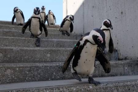عکسهای جالب,عکسهای جذاب,پنگوئن‌ها 