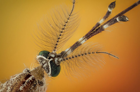 عکس های عجیب از حشرات, عجیب ترین عکس های حشرات