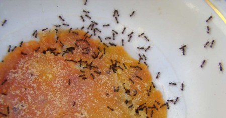 فراری دادن مورچه از گلدان