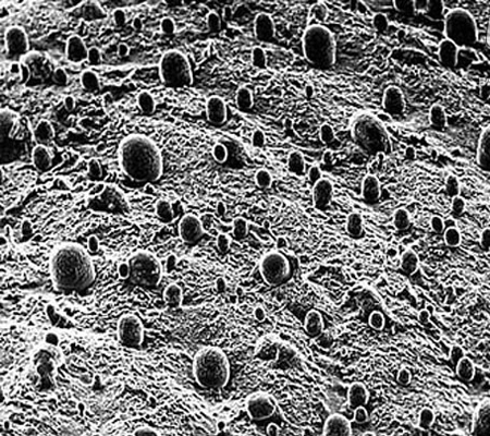 سلول,انواع سلولهای بدن,تصاویر میکروسکوپی سلولها