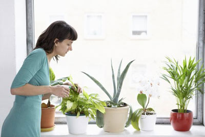 آبیاری گلهای آپارتمانی,آبیاری گیاهان آپارتمانی, روشهای آب دادن به گلها