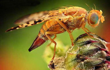 حشرات, مزایای حشرات, فواید حشرات برای انسان, گردافشانی توسط حشرات