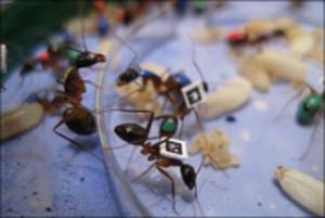 مورچه,نحوه زندگی مورچه ها