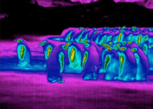 پنگوئن,علت سازگاری پنگوئن با هوای سرد قطب
