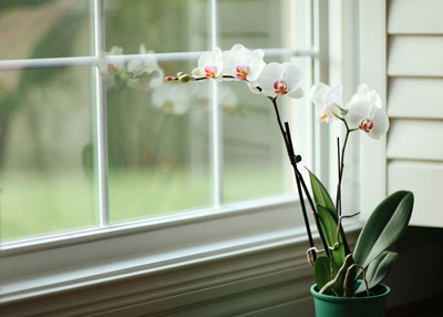 بهترین گل های خانگی مناسب اتاق های خانه,آشنایی با گل های خانگی
