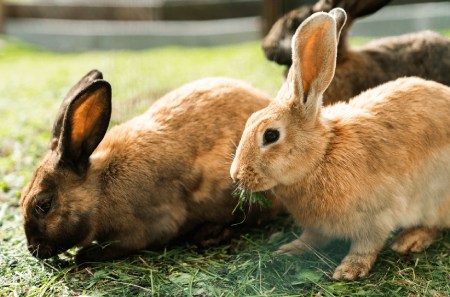 زندگی خرگوش ها